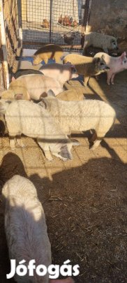 mangalica malac elado 