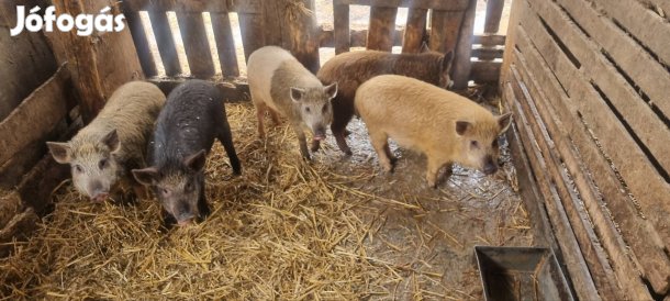 mangalica vaddisznó keverék malacok eladók 