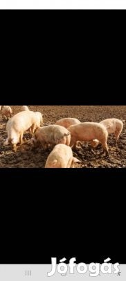 mangalica x magyar nagyfehér 25-28kg 