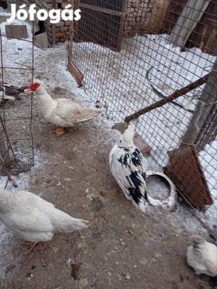 máshol petelnek 6 db nemakacsa gacser