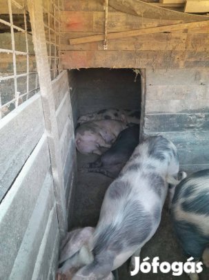 máshová költözne 12db hízó