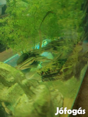 megyhasu sügér eladó 