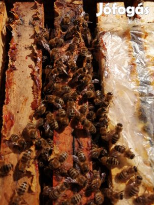 méh méhcsalád méhek méh család