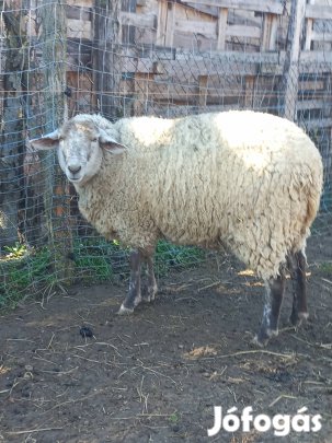 merino, suffolk 1 éves birkák 