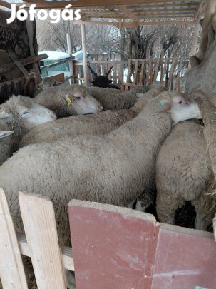 merinó juh  jó kondiban 