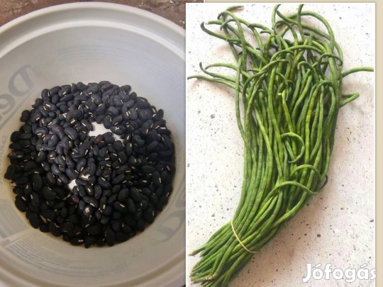 méteres bab vetőmag