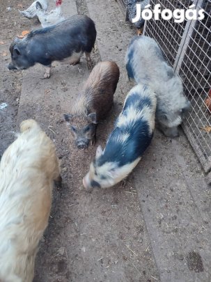 minesutai törpe nőstények!