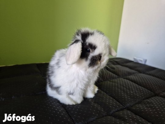 mini kosorrú törpenyúl 