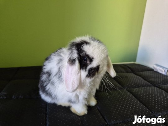 mini kosorrú törpenyúl nyúl nyuszi lógófülű törpe