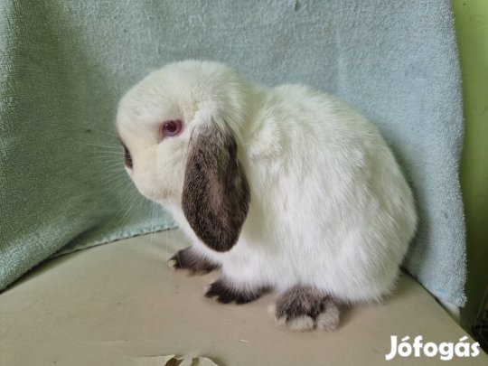 mini kosorrú törpenyúl nyúl nyuszi lógófülű törpe