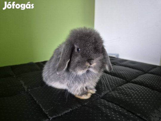 mini kosorrú törpenyúl nyúl nyuszi lógófülű törpe törpenyuszi