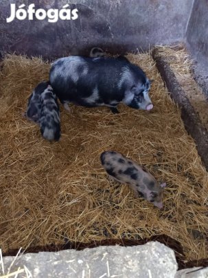 minnesotai Törpe-malacok 