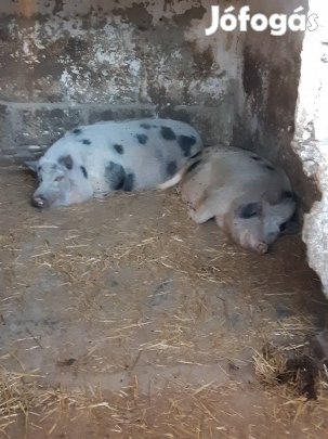 minnesotai pár eladó