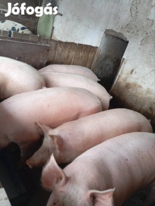 minőségi húshizok