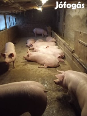 minőségi húshizok