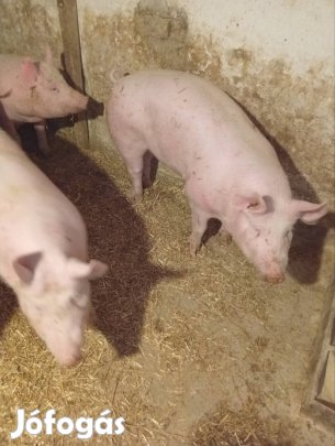 nagy fehér zegersz hízó 100-140kg