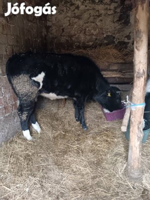 nagy szép limuzin űszö 