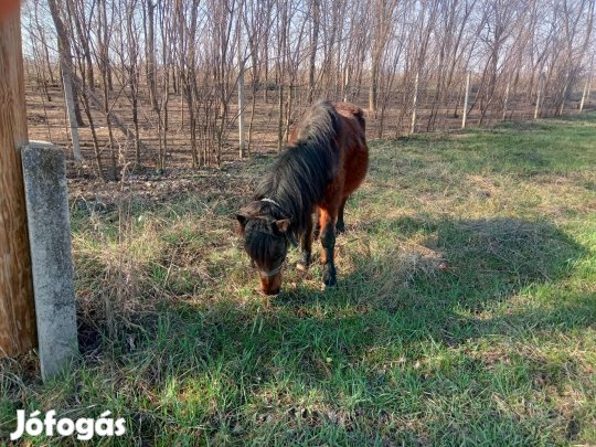 nagyon szelíd kezes póni eladó 