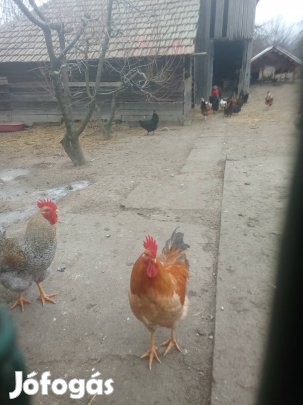 nagytestű kakasok