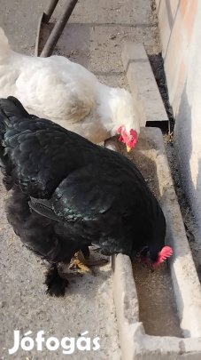 nagytestű tyúk eladó.