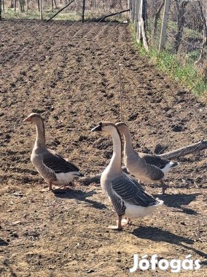 napos  libák eladóak
