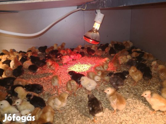 napos csibe / napos csirke