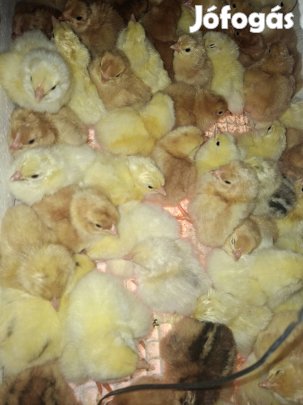 napos csibe április 4.én