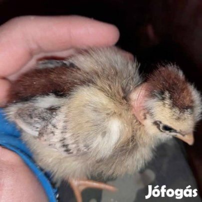 napos csibe vasar !!