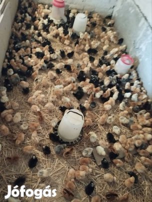 napos csibe vasar!!!!