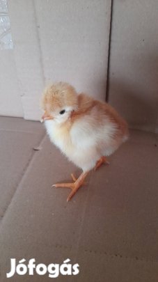 napos csirke eladó