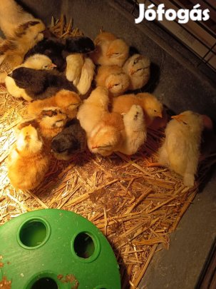 napos csirke kacsa liba