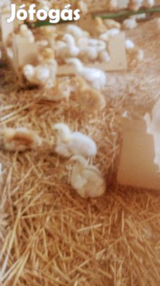 napos és elonevelt csirke