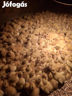 napos mulard kacsák költöznének 