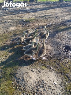naposliba és előnevelt szürke liba eladó