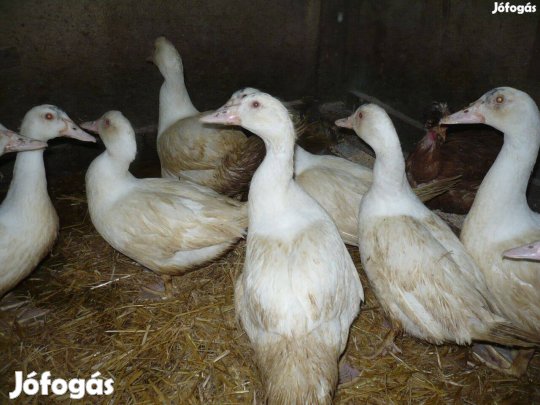 nema kacsa eladó 