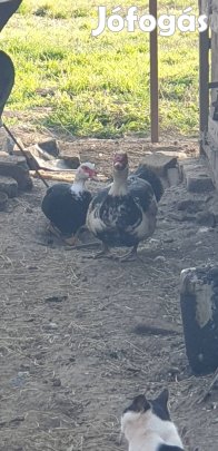 néma kacsa pézsma réce pár