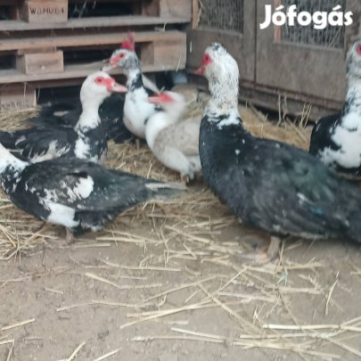 néma kacsa,pézsmaréce eladó