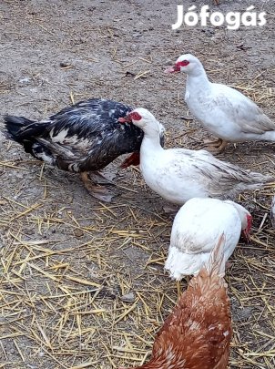 néma kacsák költöznek 