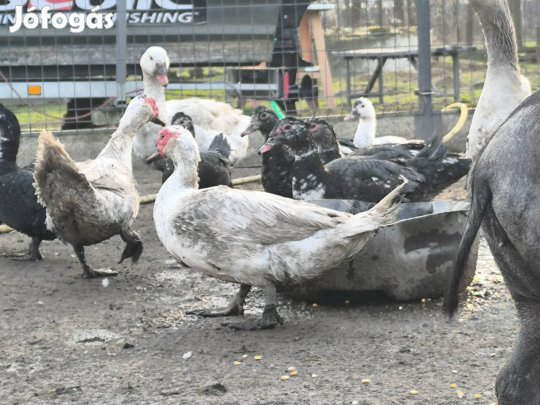 némakacsa eladó 