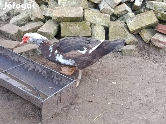 némakacsa pézsmaréce család