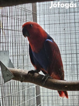 nemes papagaj tojó 