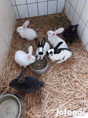 német óriás kisnyuszik