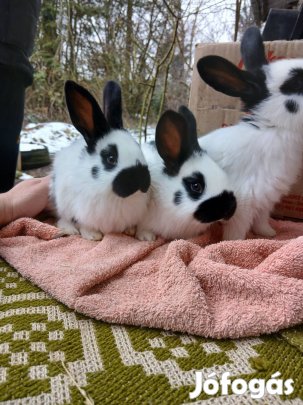 német óriás lepke tarka nyuszik