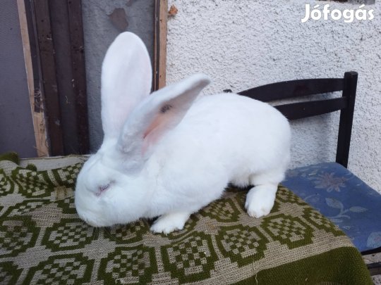 német óriás nyúl