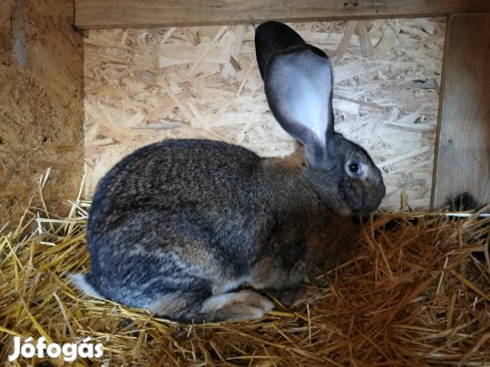 német óriás nyúl költözne