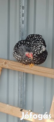 német törpe wyandotten