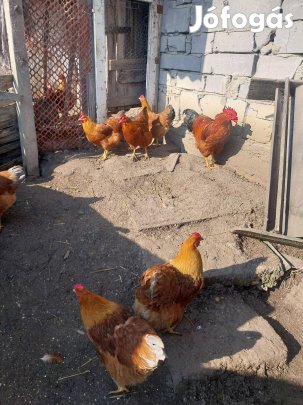 new hampsire és wyajodente tojás keltetni eladó 