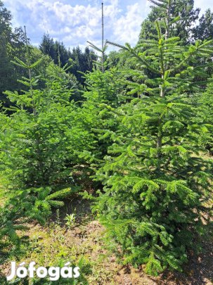 nordmann fenyő eladó. Nagykanizsa. 30 2473245 