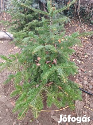 normand fenyőfa 