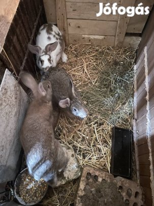 nőstény bak nyulak eladóak